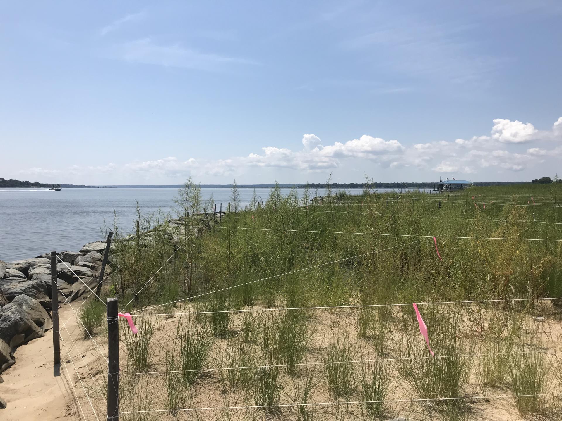 Benedict Shoreline Restoration (8)